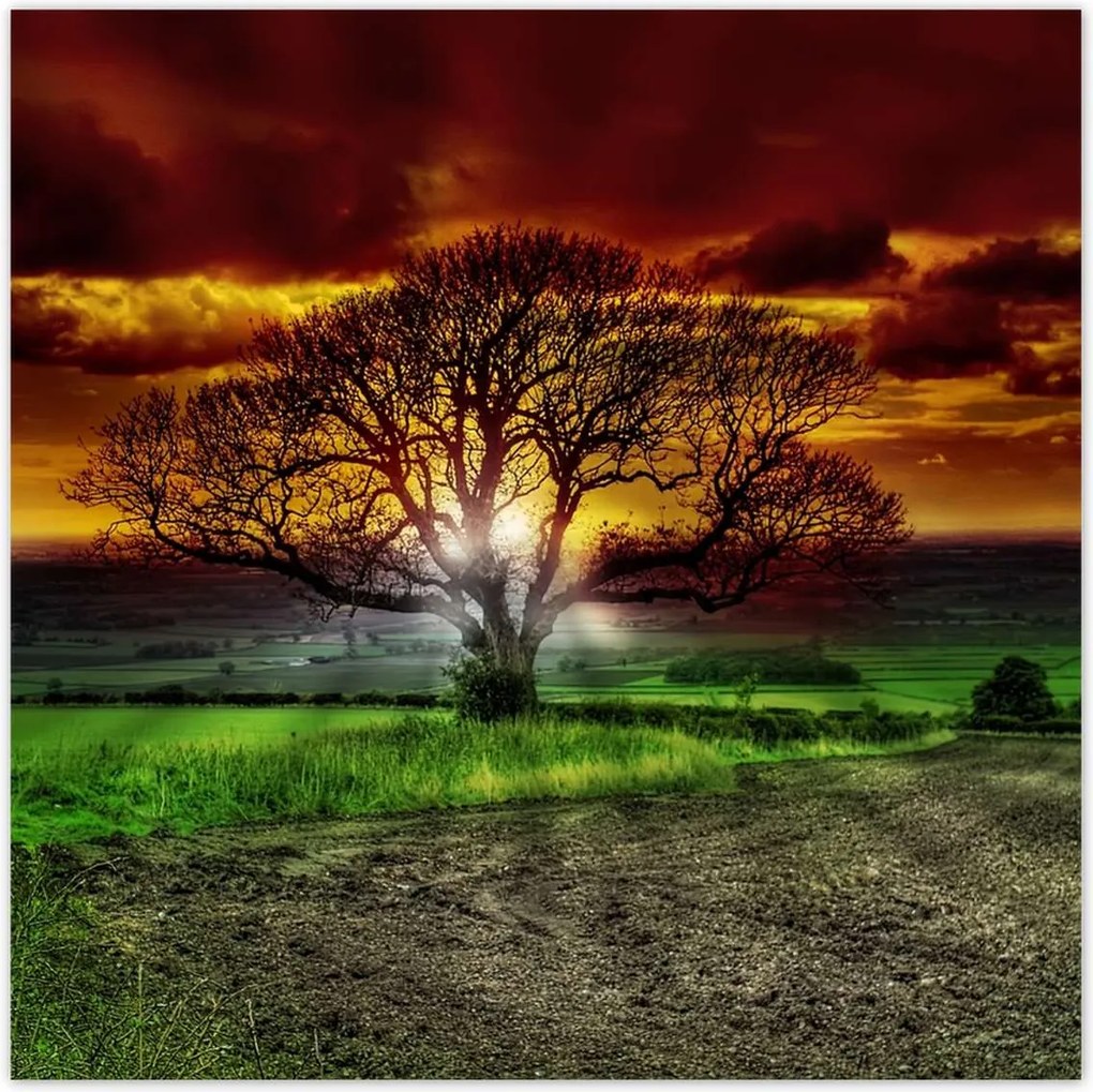 Poszterek 70x70 Varázslatos fa tájkép