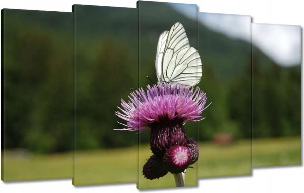 Vászonkép 100x60 Fehér káposzta