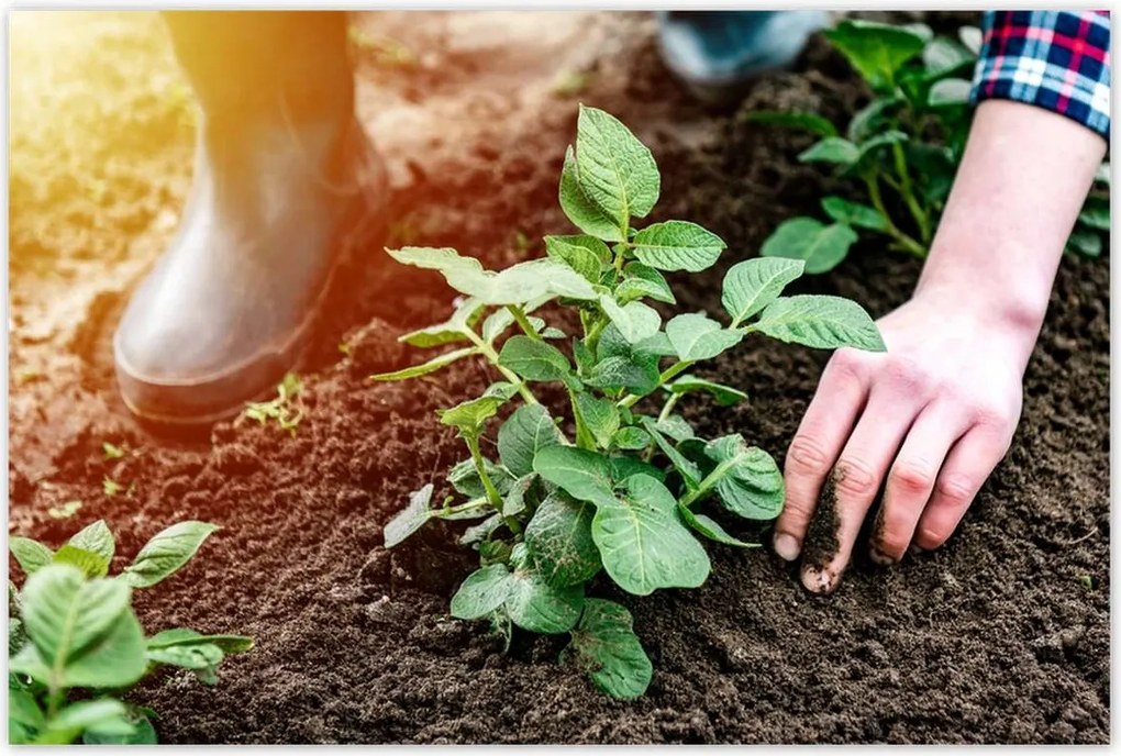 Poszterek 120x80 Gyomok eltávolítása a földről