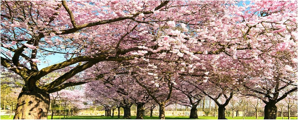 Konyhai védőpanel üvegből Cseresznyefa XXL