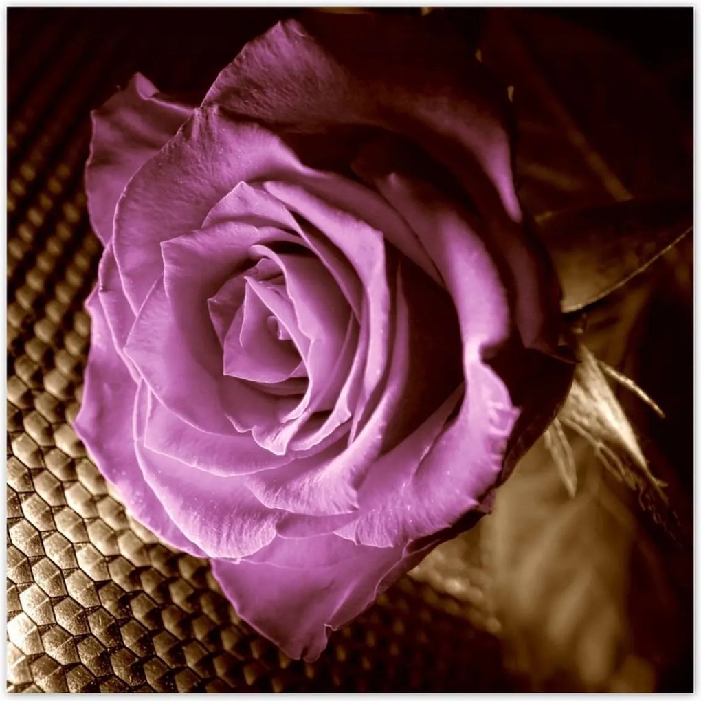 Poszterek 100x100 Rózsa Lila és szépia