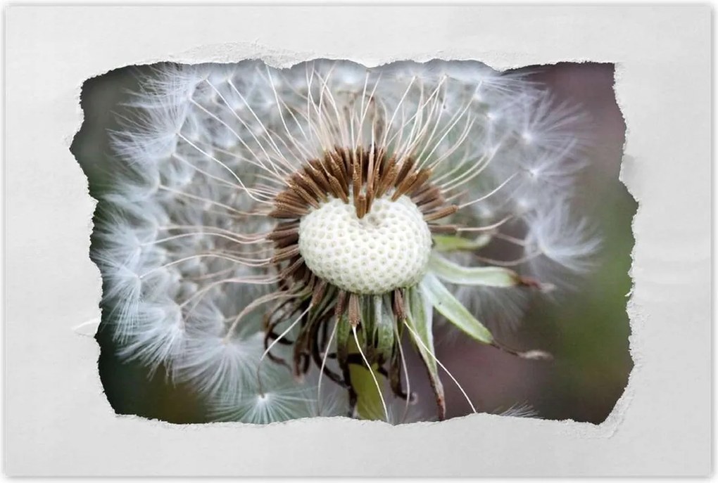 Poszterek 90x60 Pitypang Virág Virágok