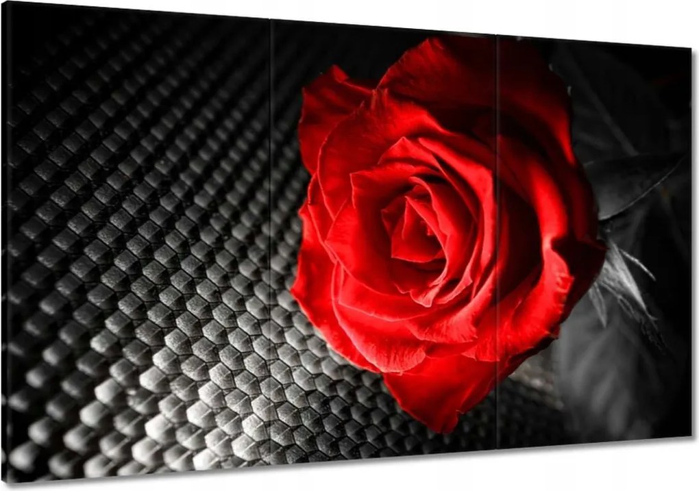 Vászonkép 120x80 Piros a szürkeség között