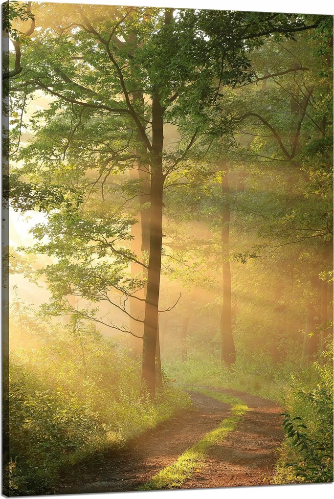 Vászonkép Napfény Erdő Ösvény Természet 80x120 cm