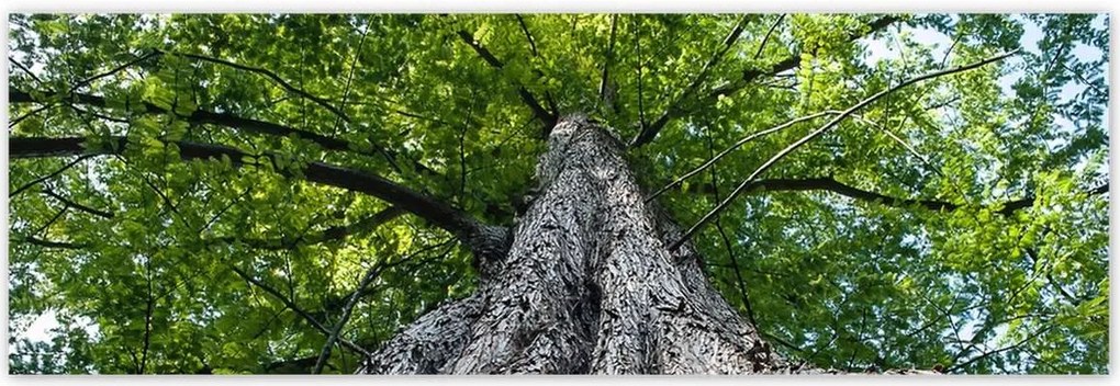 Poszterek 200x66 Fa Kilátás