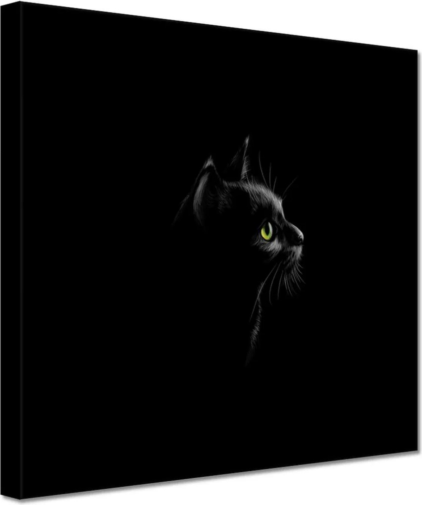 Vászonkép 20x20 Fekete cica macska
