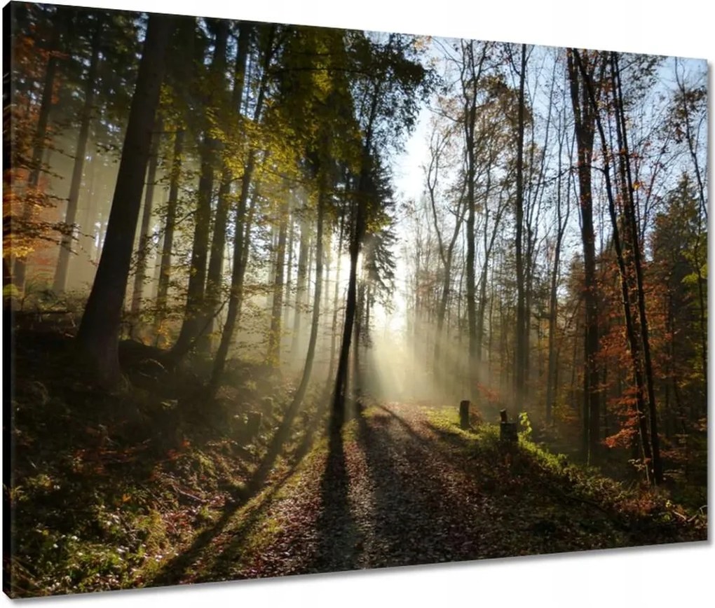 Vászonkép 80x60 Napfelkelte az erdőben