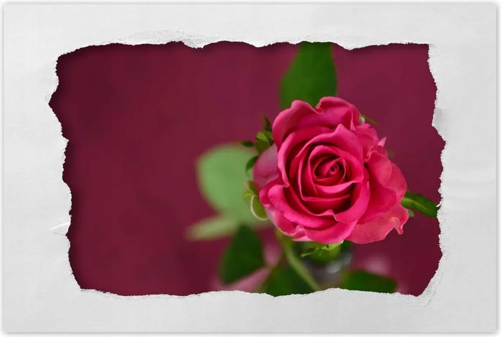 Poszter 60x40 Rózsa lila alapon