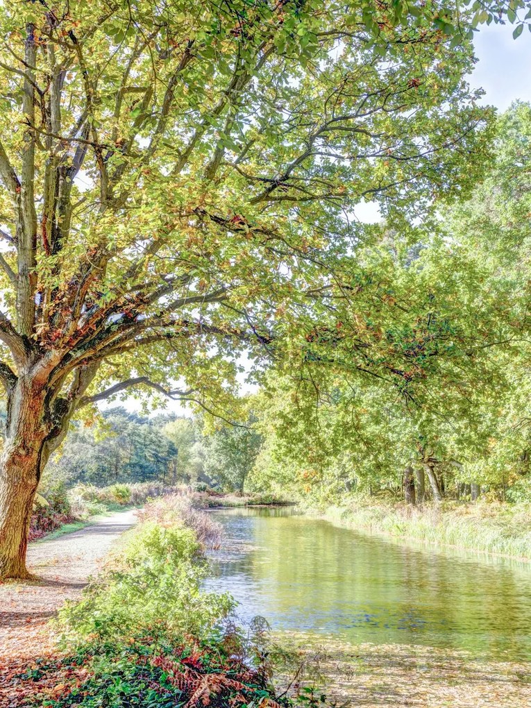 Poszter 60x80cm Ösvény a csatorna felett az erdőben, Assaf Frank
