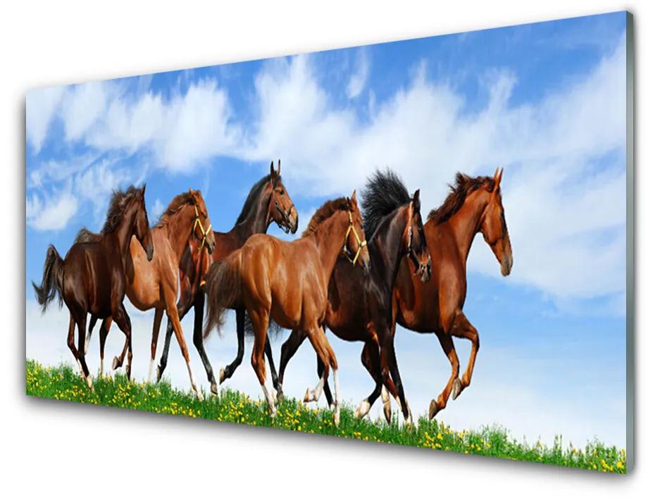 Akril üveg kép Vágtázó lovak legelő 140x70 cm