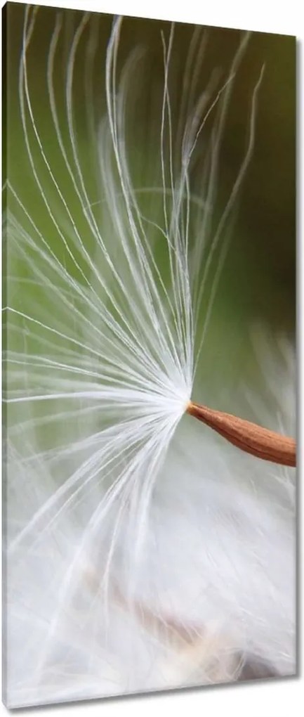 Vászonkép 55x115 Pitypang Virág Virágok