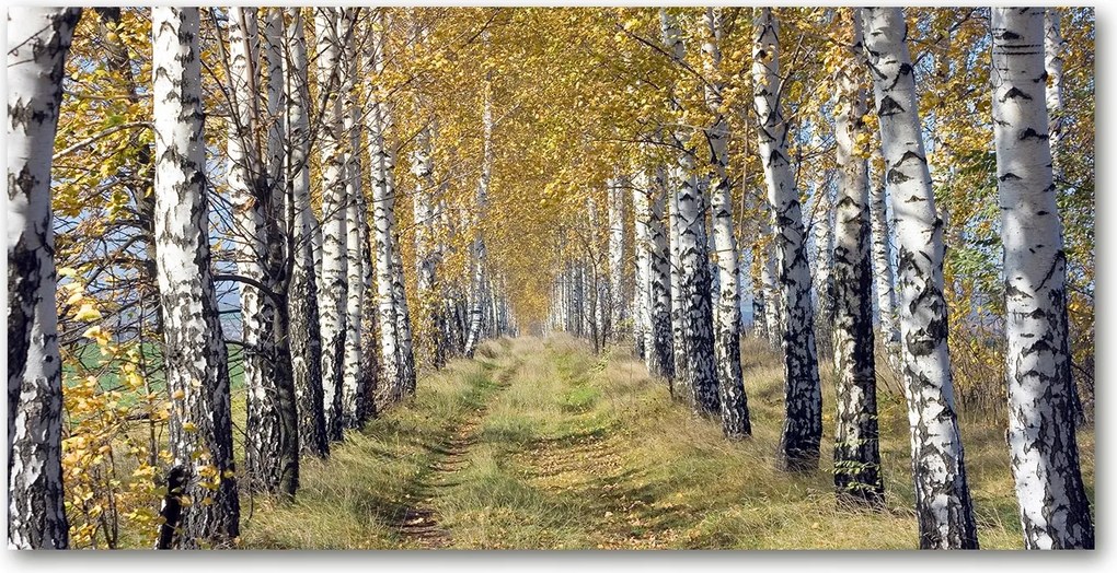 Őszi nyírfa konyhai panel 120x60 cm Ragasztó