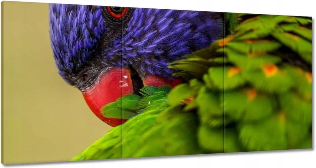 Vászonkép 180x90 Papagájok Madarak