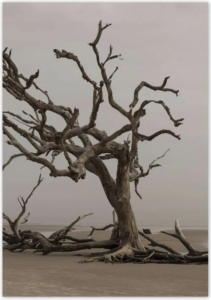 Poszterek 70x100 Fa Kilátás