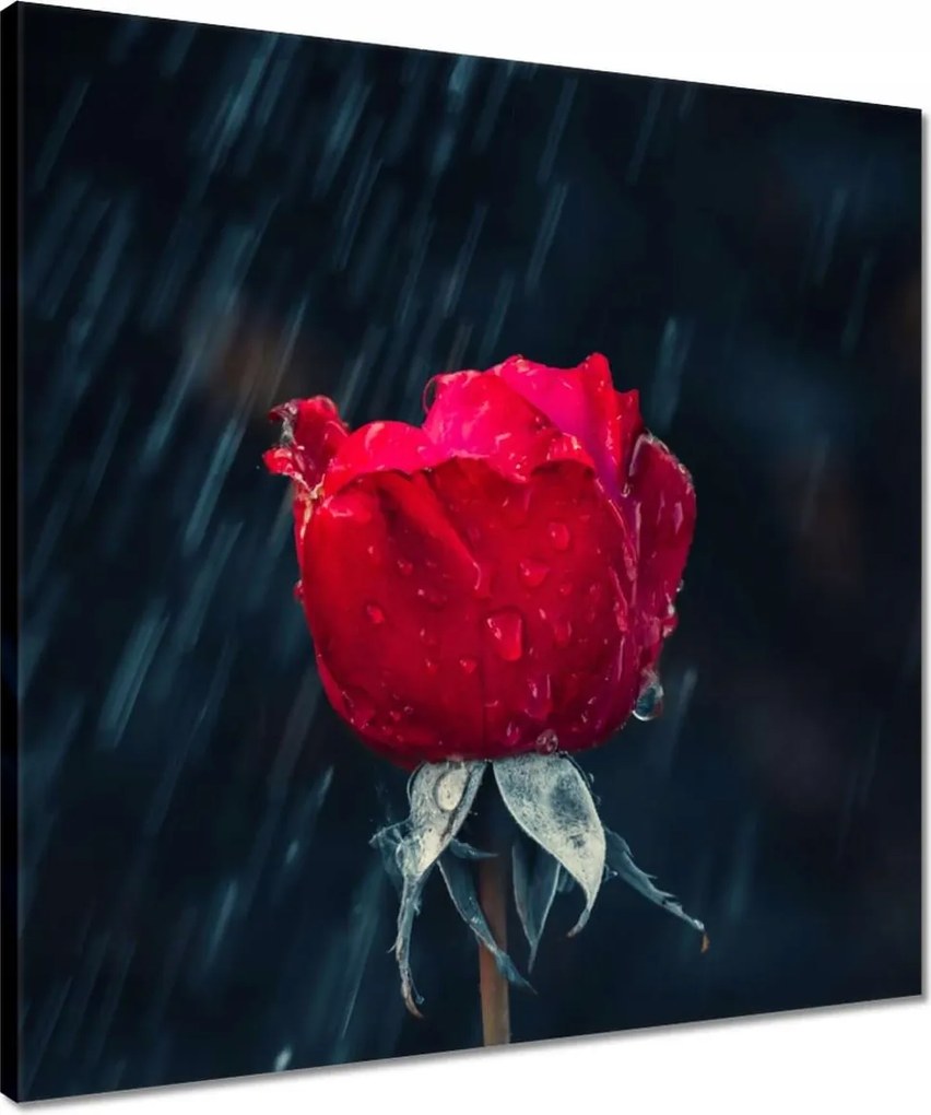 Vászonkép 50x50 Rózsa Virág Virágok Rózsa