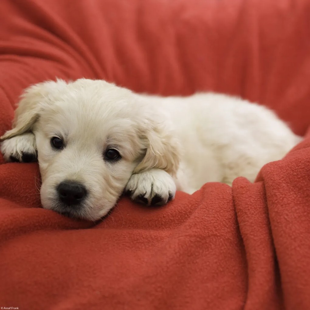 Poszter 30x30cm Golden Retriever kiskutya, Assaf Frank
