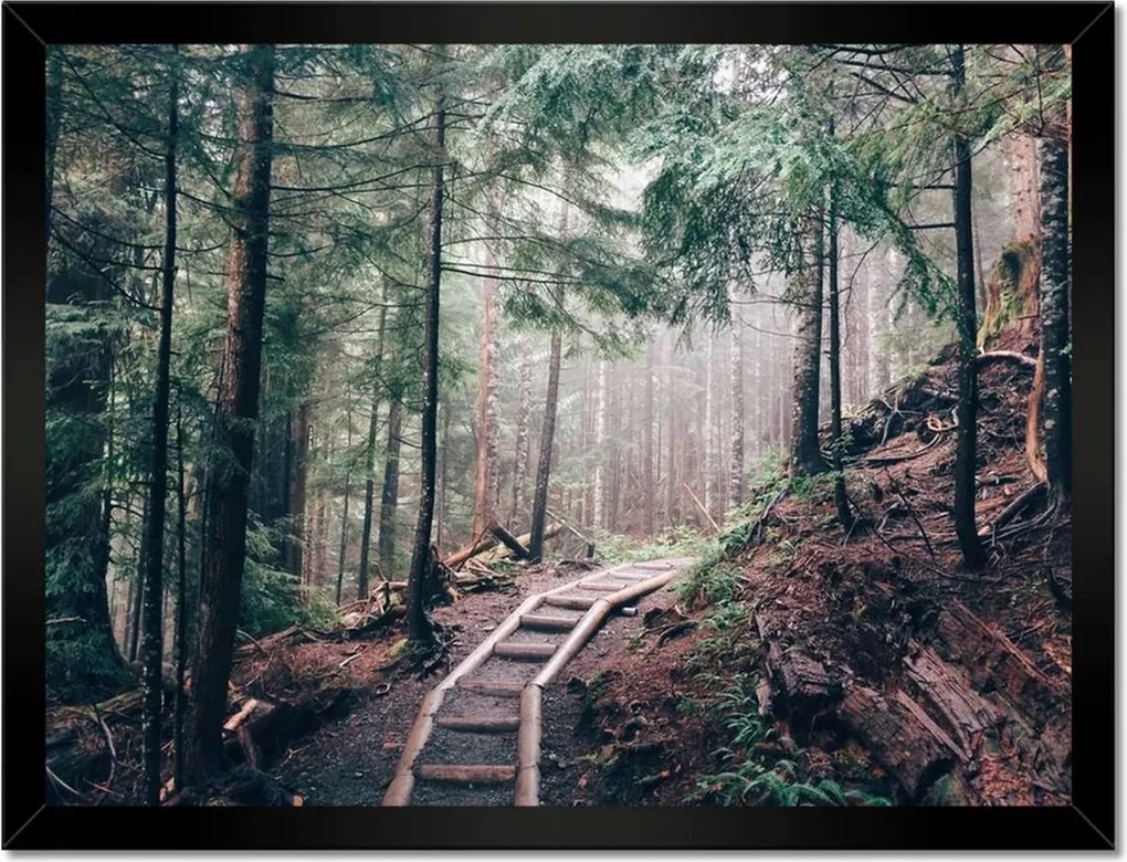 Poszterek keretben 40x30 Erdei ösvény