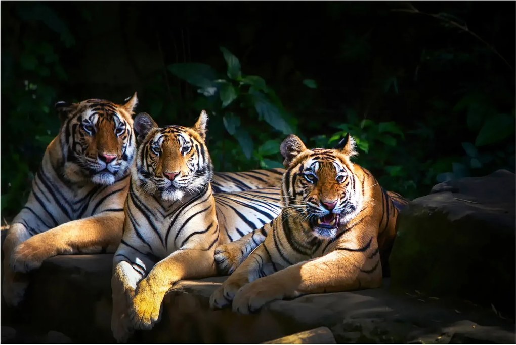 Kép - Tigris testvérek (90x60 cm)