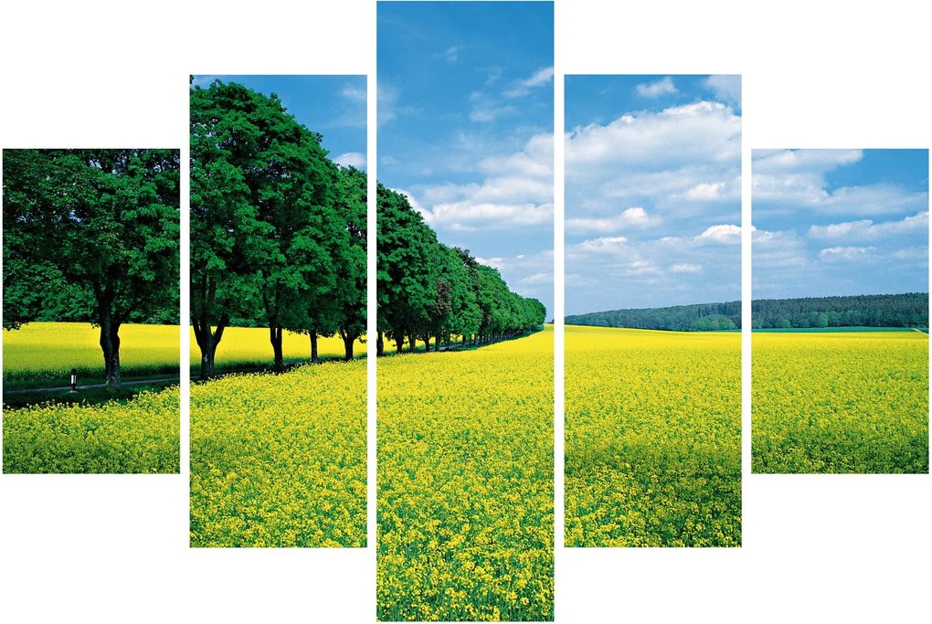 A mező képe egy sikátorral (150x105 cm)