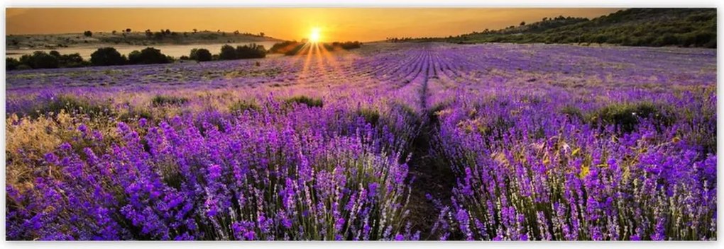 Poszterek 200x66 Levendula tájkép Nap