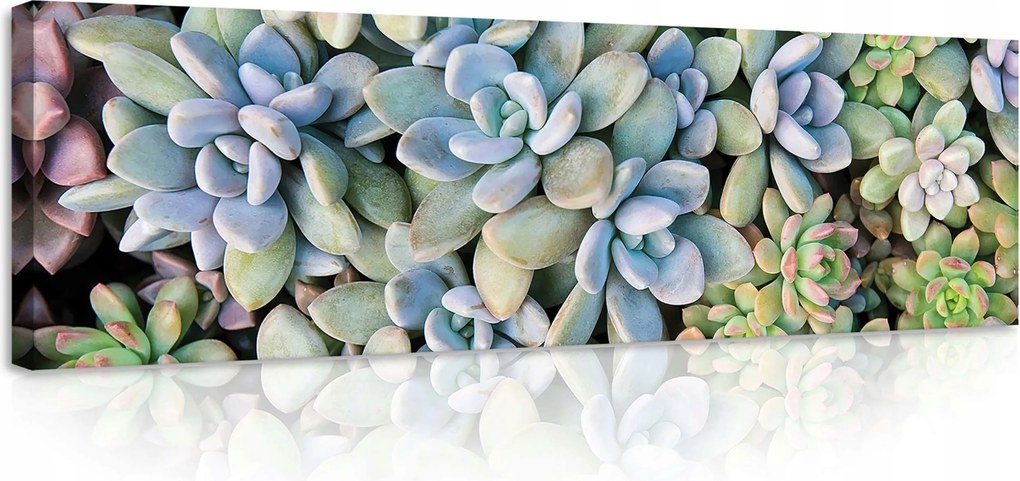 Vászonkép 145x45 Pozsgás növények közelkép rozetta levelek pasztell színek