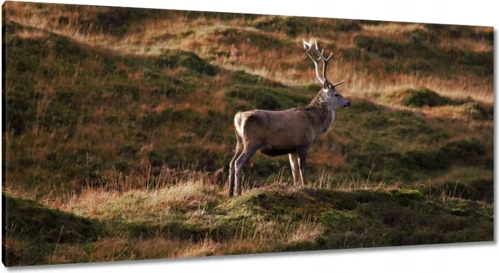 Vászonkép 115x55 Szarvas a természetben Vadászat