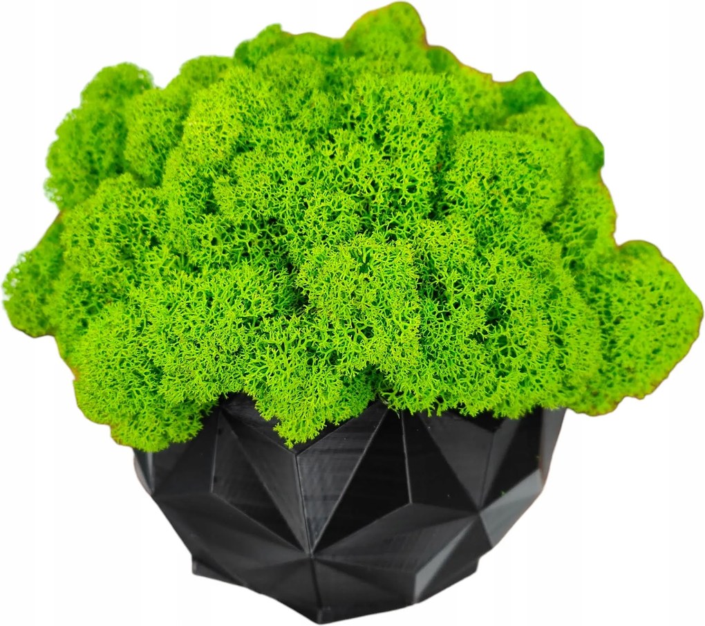 Moha kaspó Moha Chrobotek kaspóban fekete 3d nyomtatás #2