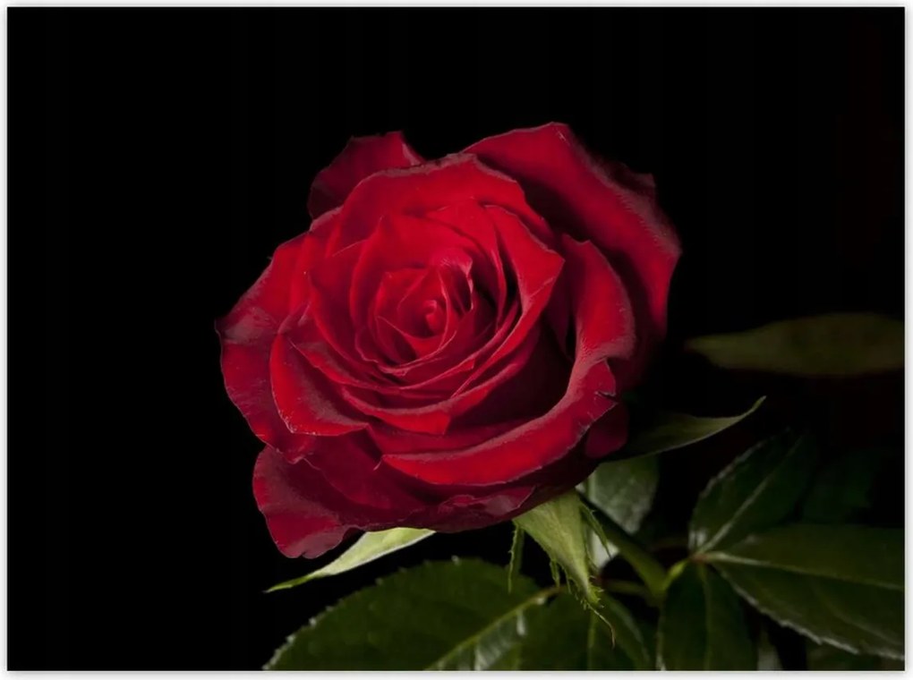 Poszterek 135x100 Gyönyörű rózsa