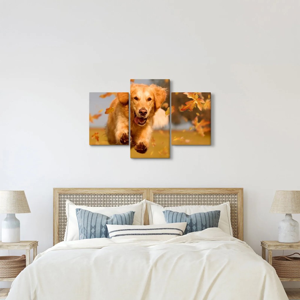 Kép - Golden Retriever (90x60 cm)