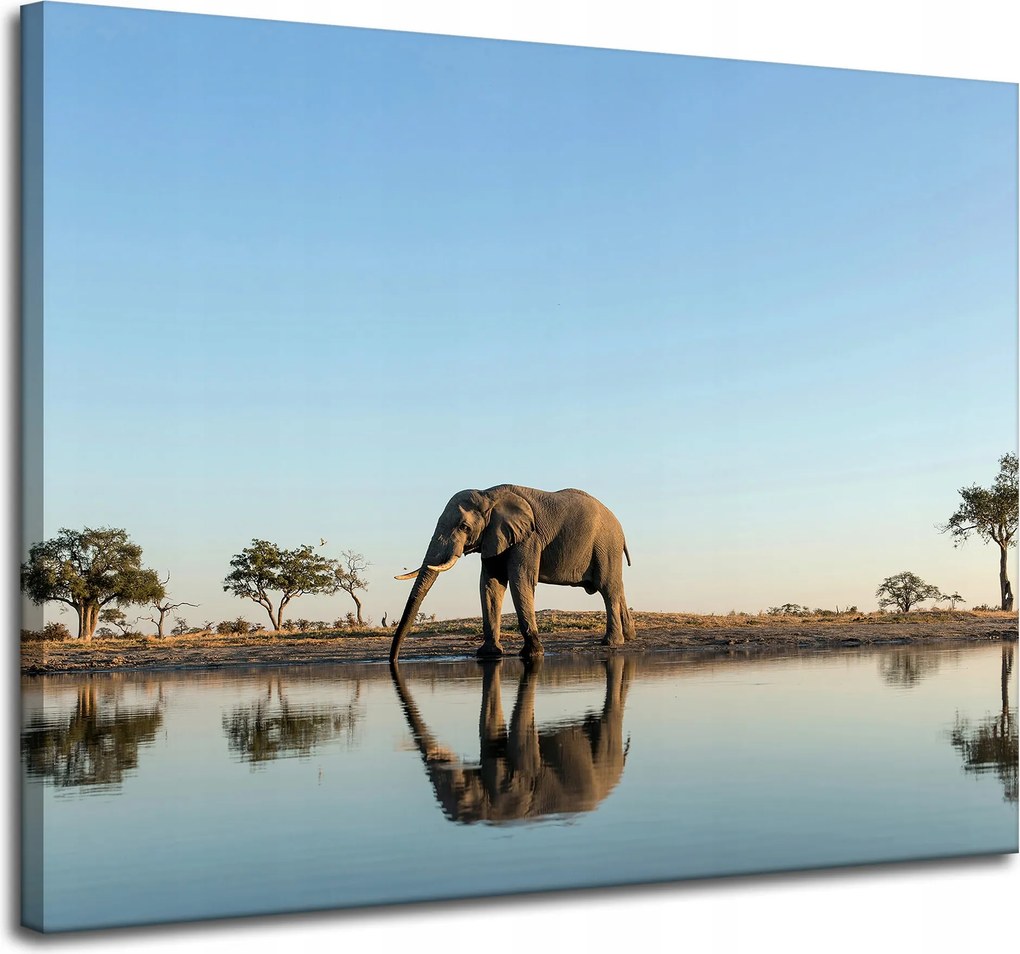 Vászonkép Elefánt iszik vizet természetes környezetben 100x80 cm