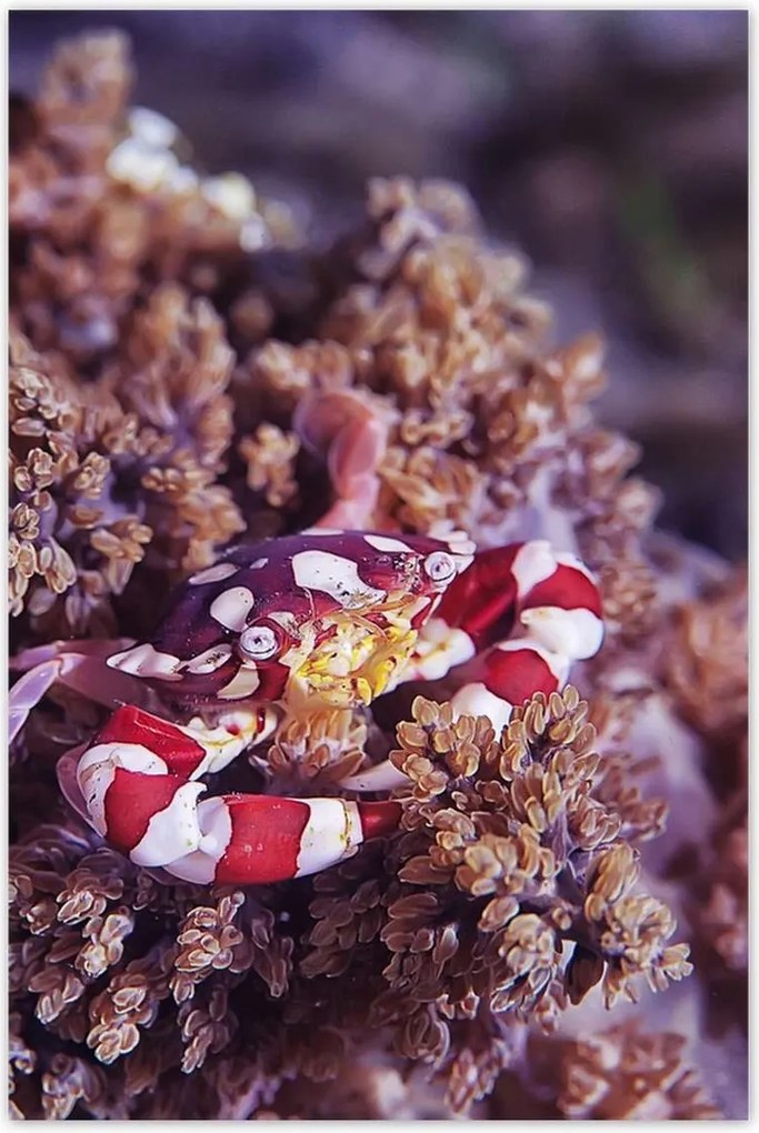 Poszterek 80x120 Kék tengeri világ