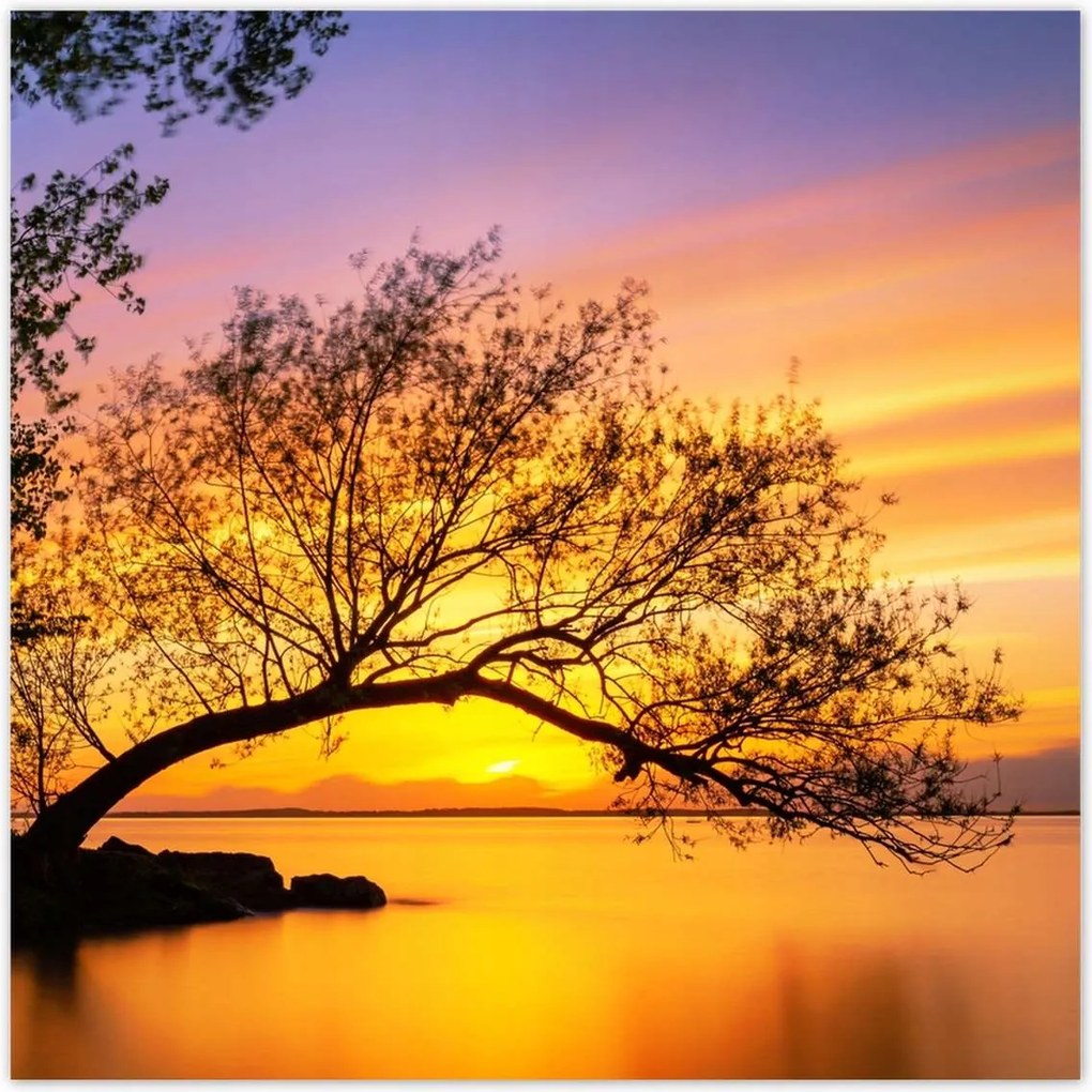 Poszterek 70x70 Fák Naplemente