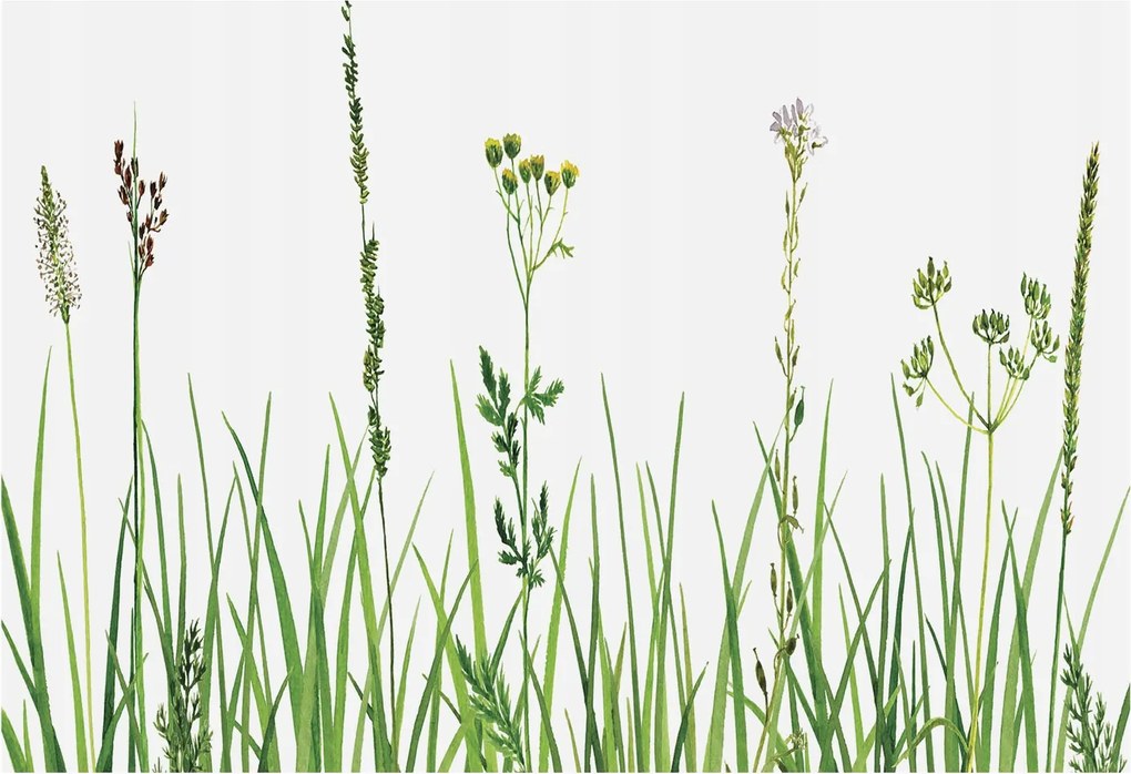 Flizelin fotótapéta Flizelin Design Finom növényvilág 152x104