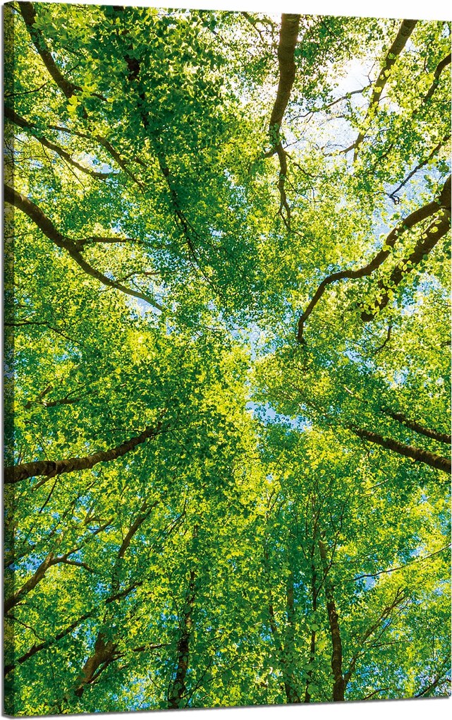 Vászonkép Fák Levelek Természet Erdő Tavasz 50x80 cm