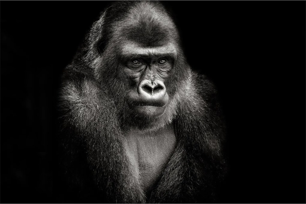 Kép - Gorilla (90x60 cm)