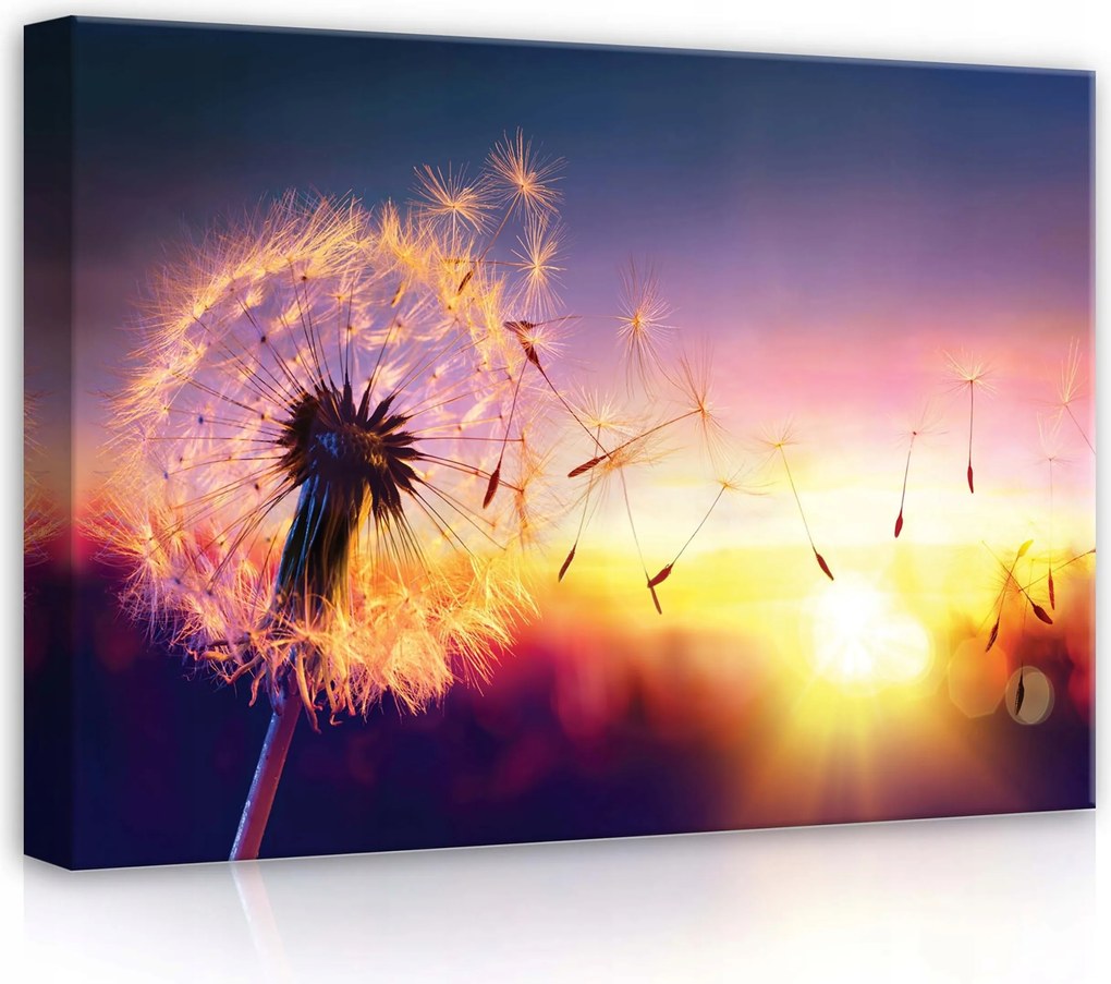 Vászonkép 70x50 Pitypang naplemente magok természet könnyed nyugalom