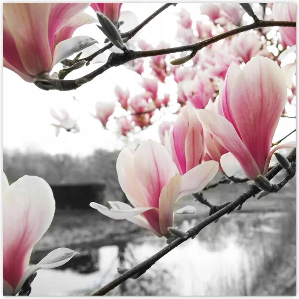 Poszterek 140x140 Magnólia Virágok