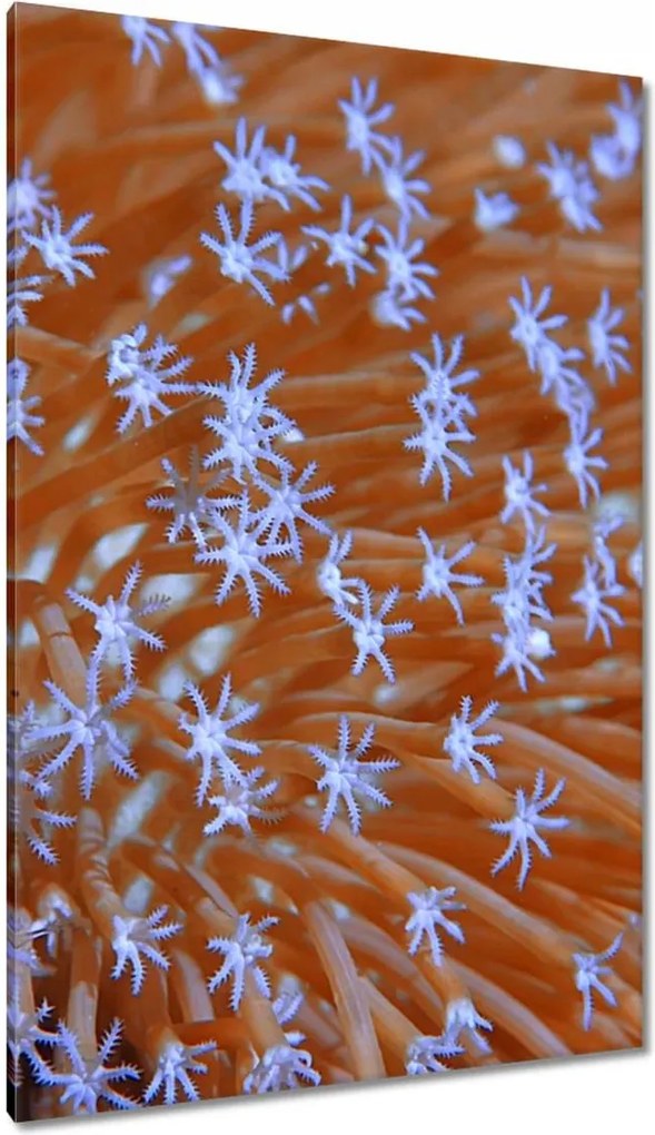 Vászonkép 80x120 Víz alatti korallzátony