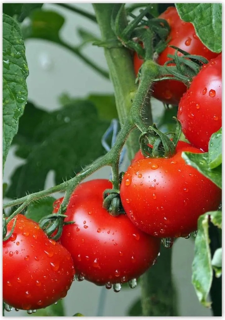 Poszterek 70x100 Konyhai képek Forradalmak