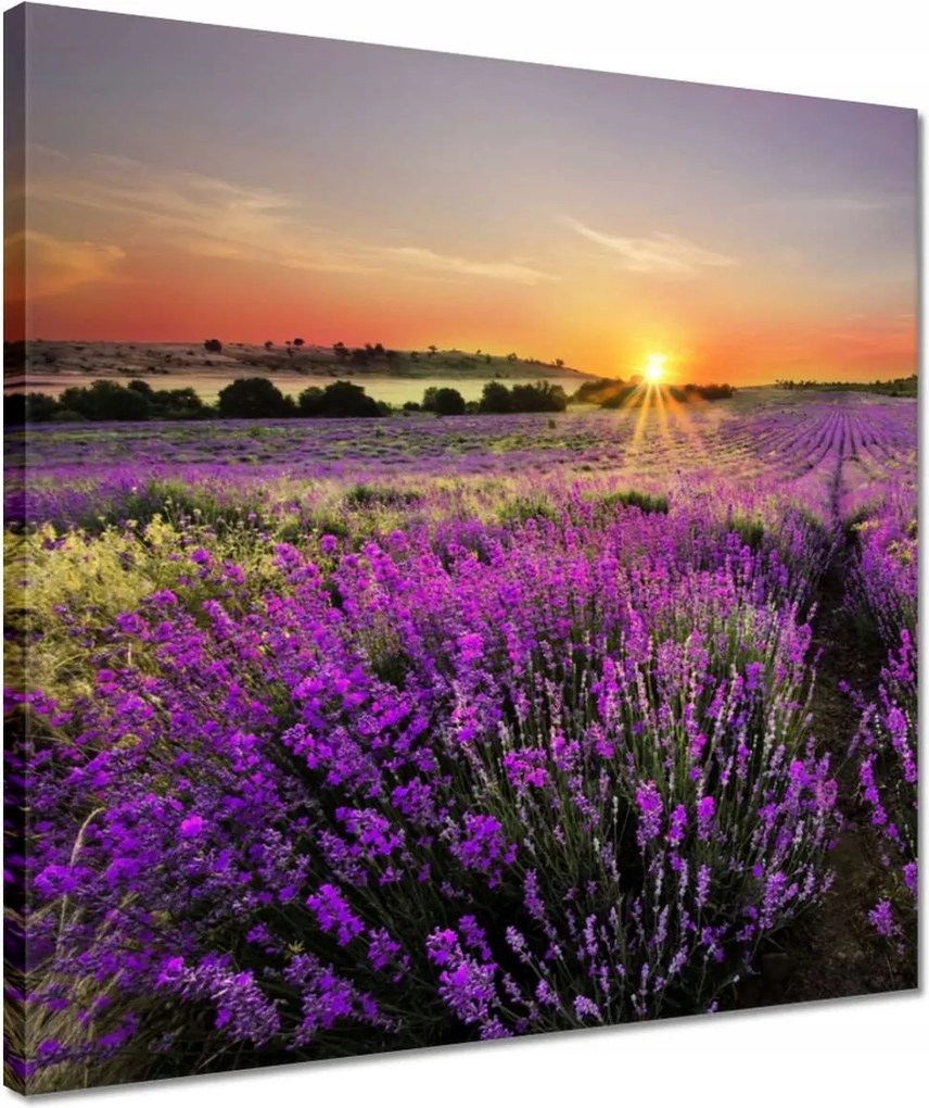 Vászonkép 40x40 Levendulamező Nyugat