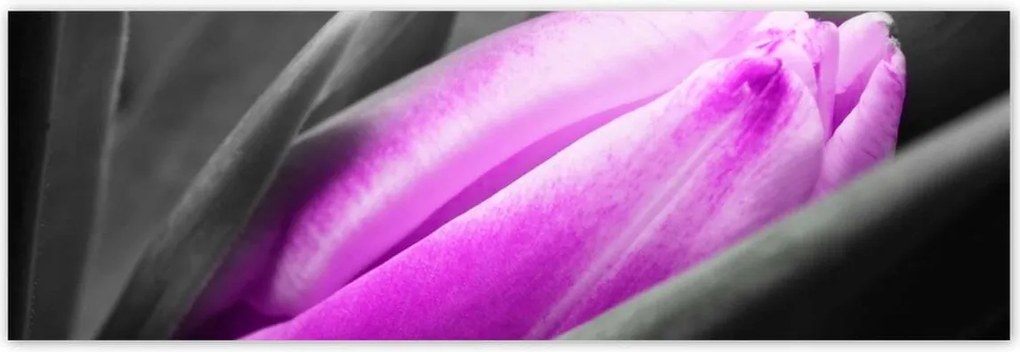 Poszterek 200x66 Lila tulipán