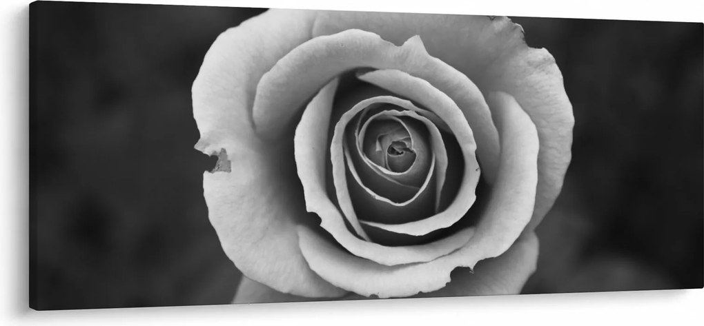 Egy rózsa képe (120x50 cm)