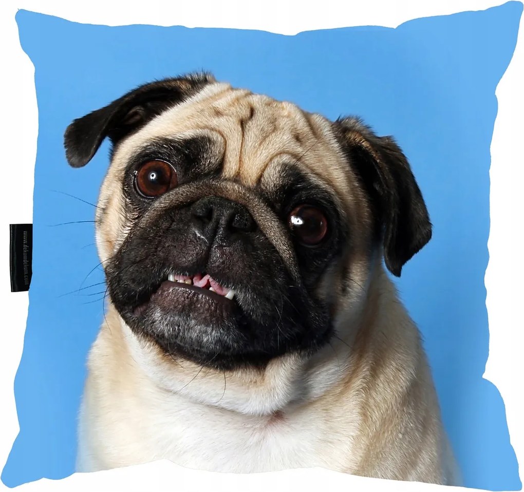 Mopszos párna, ajándéknak is tökéletes!