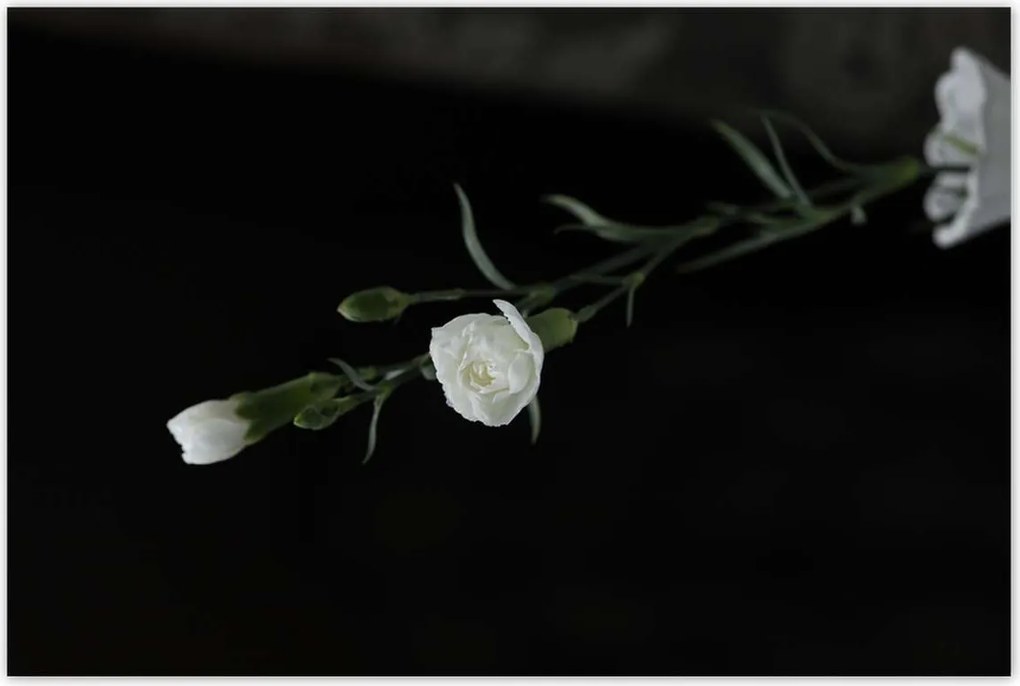 Poszterek 120x80 Fehér szegfű virágok