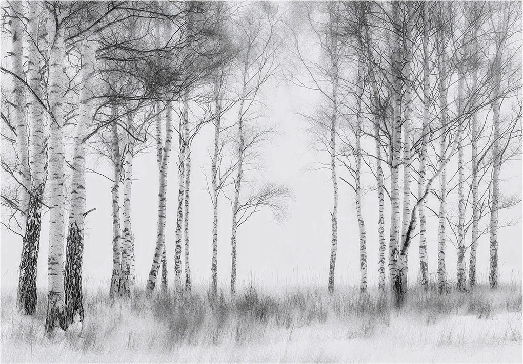 Fotótapéta Erdő 3D Fekete-fehér Fák Falra Hálószoba Nappali 150x105