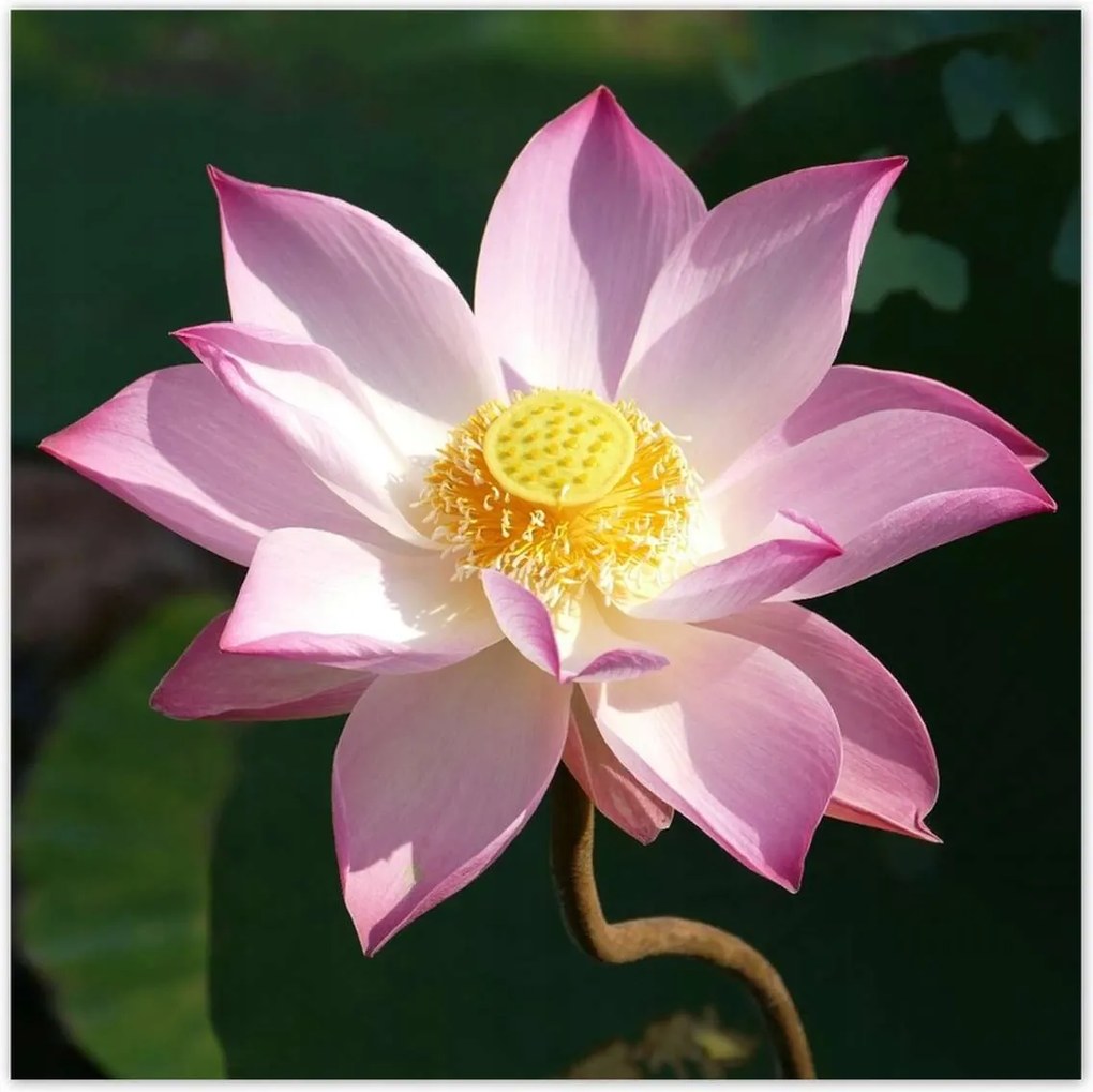 Poszterek 100x100 Lótusz Lótuszvirág