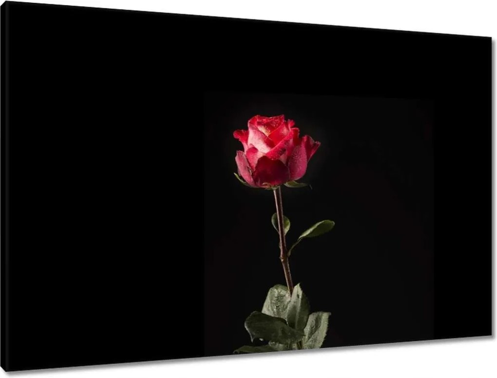 Vászonkép 90x60 Vízcseppek a rózsán