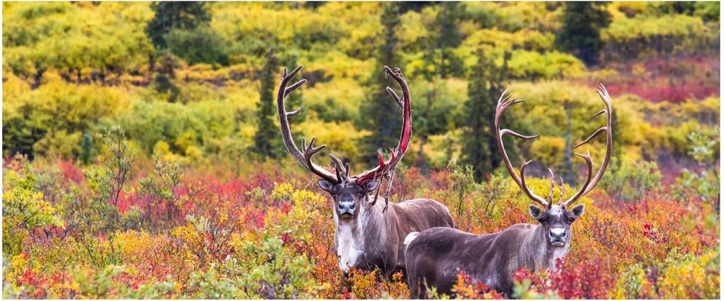 Kép - Caribou, Alaszka (120x50 cm)