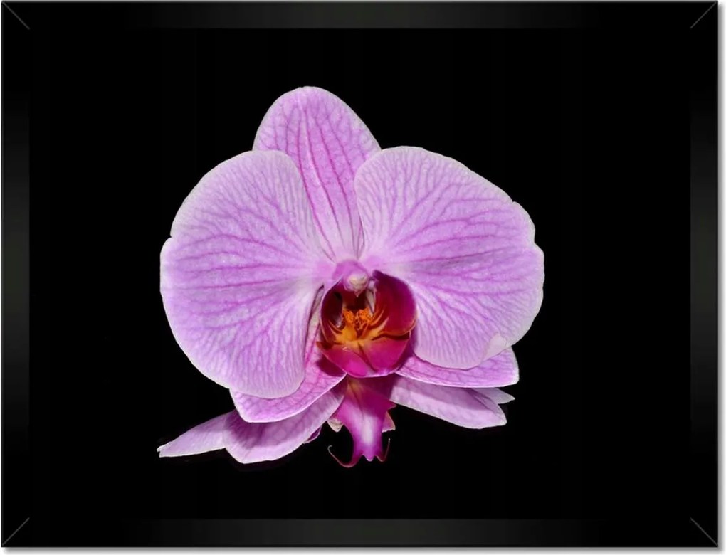 Poszterek keretben 40x30 Lila orchidea