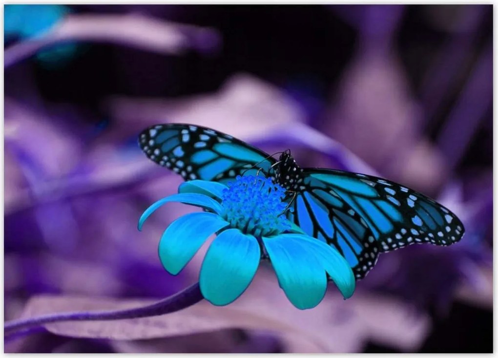 Plakátok 70x50 Kék pillangó